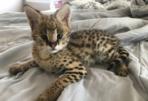 Ocelots, Caracals And F1 - F3 Savannah And Serval (Autres Races D'animaux) - Autres Races D'animaux new and used - Purchase and sale