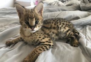 Ocelots, caracals and f1 - f3 savannah and serval