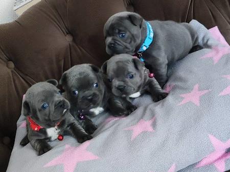 Kaufen : Chiots de race bouledogue français bleu à vendre (  (Chiens) - Chiens neu und gebraucht - An- und Verkauf