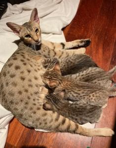 F1 - f3 savannah and serval