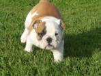 Chiots Bulldog Anglais Mâles Et Femelles À Vendre. (Chiens) - Chiens neuf et d'occasion - Achat et vente