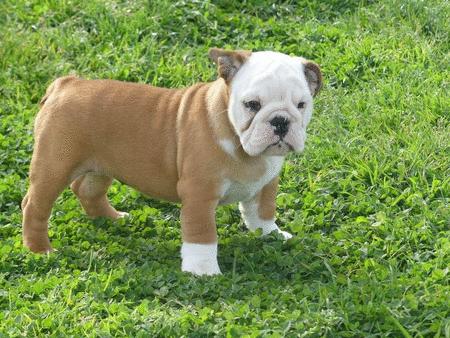Achat : Chiots bulldog anglais mâles et femelles à vendre.  (Chiens) - Chiens neuf et d'occasion - Achat et vente
