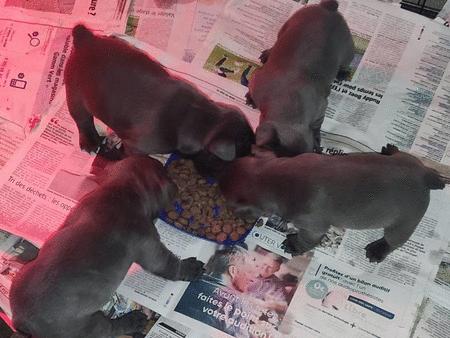 Kaufen : Chiots de race bouledogue français bleu à vendre (  (Chiens) - Chiens neu und gebraucht - An- und Verkauf