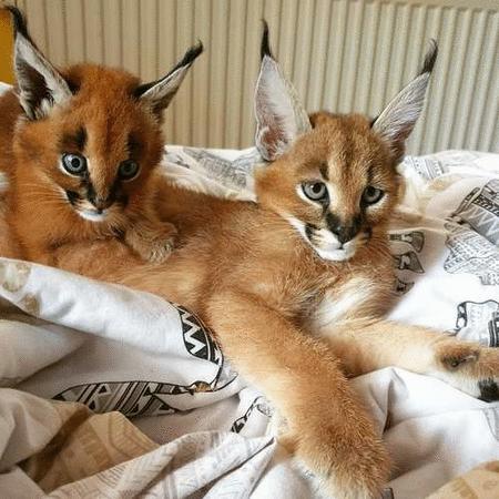 Purchase : Ocelots, caracals and f1 - f3 savannah and serval  (Autres races d'animaux) - Autres races d'animaux new and used - Purchase and sale