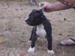 A Reserve Americain Staffordshire Terrier (Chiens) - Chiens neuf et d'occasion - Achat et vente