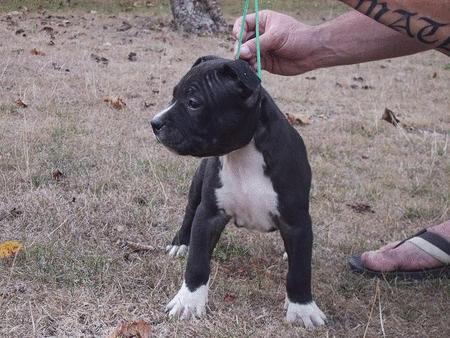 A reserve americain staffordshire terrier