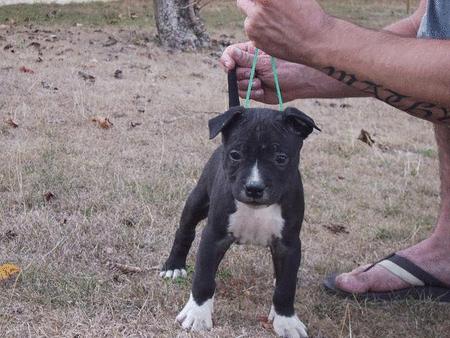 A reserve americain staffordshire terrier