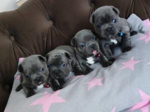Chiots de race bouledogue français bleu à vendre (