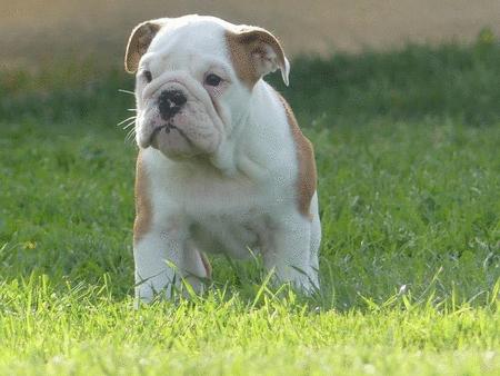 Achat : Chiots bulldog anglais mâles et femelles à vendre.  (Chiens) - Chiens neuf et d'occasion - Achat et vente